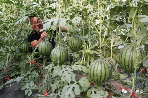 錦霞甜美 果蔬種植中高端精品禮品西瓜的全程種植與管理指南